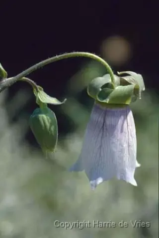 Codonopsis clematidea
