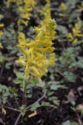 Corydalis 'Canary Feathers'