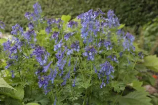 Corydalis calycosa