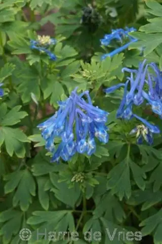 Corydalis 'Craigton Blue'