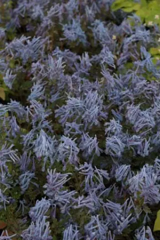 Corydalis flexuosa 'Purple Leaf'