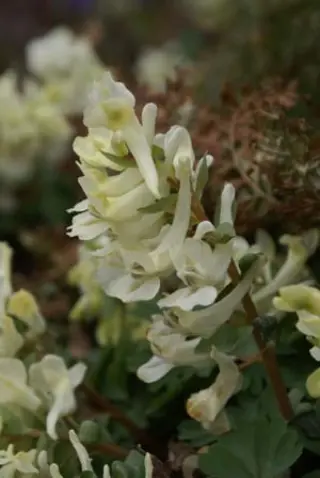 Corydalis malkensis (caucas. 'Alba')