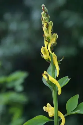 Corydalis ochotensis
