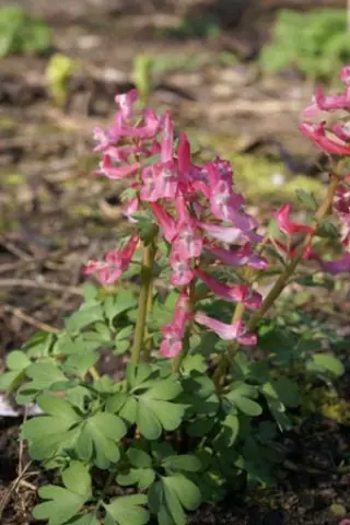 Corydalis solida 'Beth Evans'