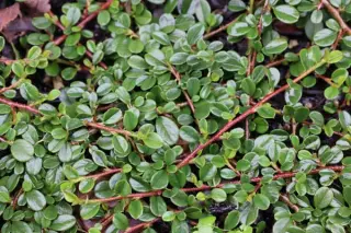 Cotoneaster procumbens 'Streib's Findling'