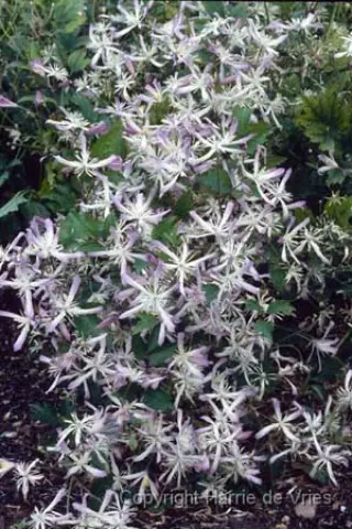 Clematis 'Edward Prichard'