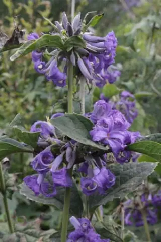 Clematis heracleifolia 'Cassandra'