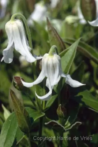 Clematis integrifolia 'Alba'