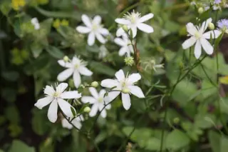 Clematis 'Pamela' (Recta Groep)