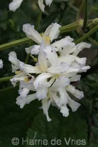 Clematis 'Sander'