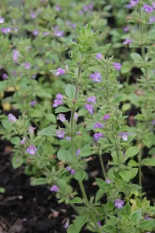 Clinopodium graveolens (syn. Acinos grav.)