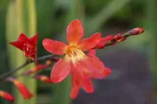 Crocosmia 'Carmin Brilliant'