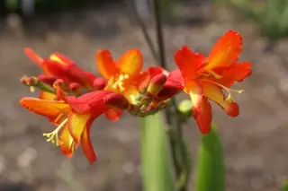 Crocosmia 'Ellenbank Firecrest'