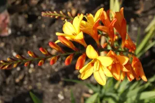 Crocosmia 'Fire Jumper'