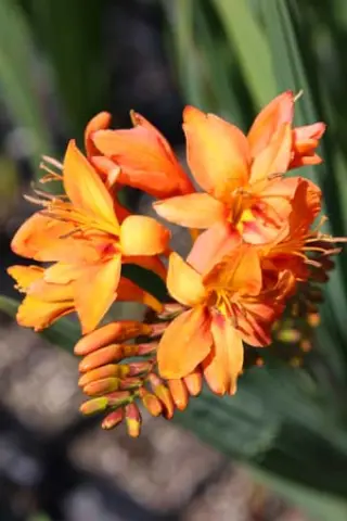 Crocosmia 'Fuque'