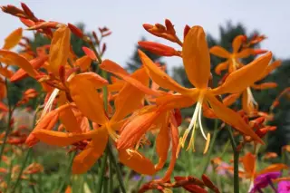 Crocosmia 'Golden Ballerina'