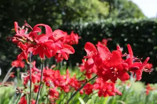 Crocosmia 'Hellfire'