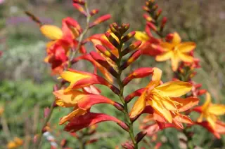 Crocosmia 'Joey Hoey'