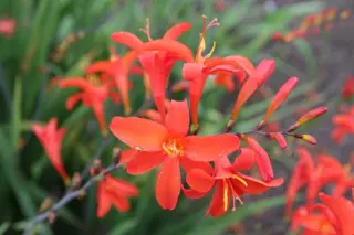 Crocosmia 'Lana De Savary'