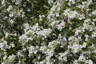 Crambe amabilis (orientalis)
