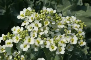 Crambe maritima 'Lilywhite'
