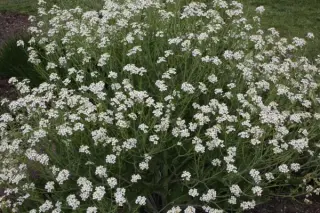 Crambe pontica