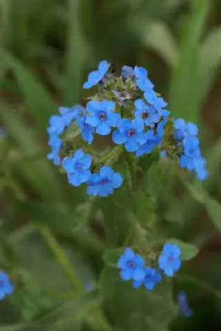 Cynoglossum nervosum