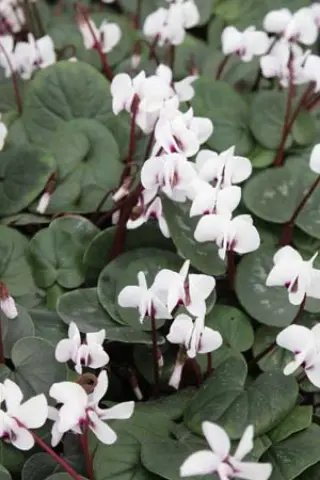 Cyclamen coum 'Album'