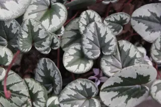 Cyclamen coum 'Marble Leafed' (Wit)