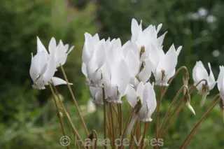 Cyclamen hederifolium 'Album'