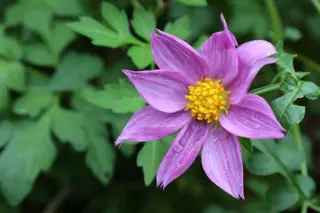 Dahlia merckii (dark flowers)