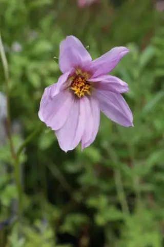 Dahlia merckii