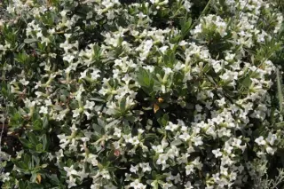 Daphne caucasica
