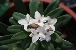 Daphne x transatlantica 'Eternal Fragrance'