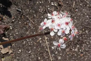 Darmera peltata 'Nana'