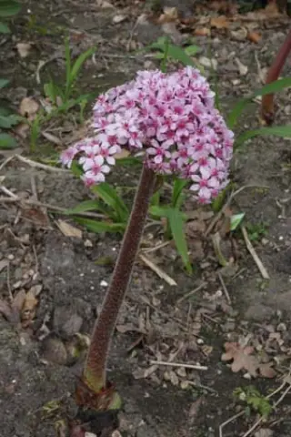 Darmera peltata