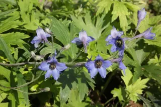 Delphinium sp. (californicum)