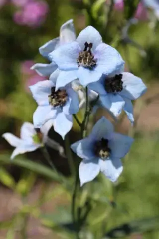Delphinium elatum austriacum