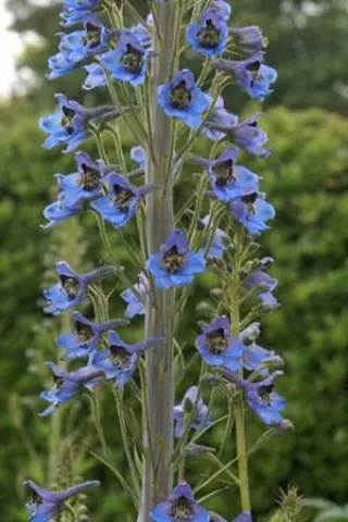 Delphinium elatum (ex Gork 043)