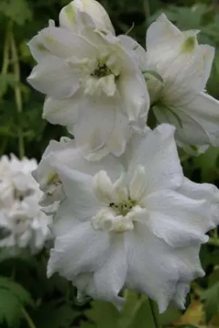 Delphinium elatum 'Green Twist'