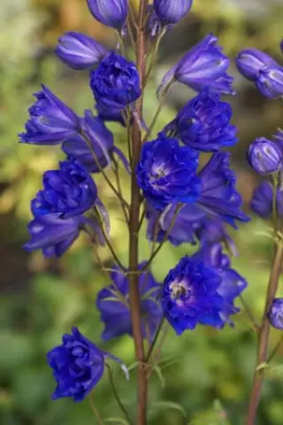 Delphinium elatum 'Pagan Purple'
