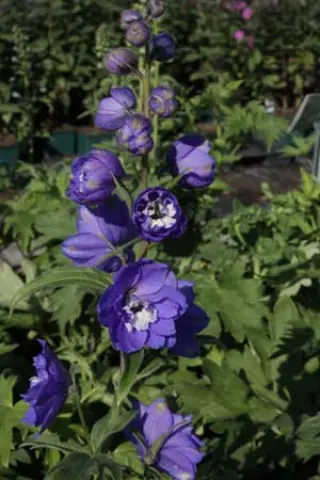 Delphinium elatum 'Royal Aspirations'