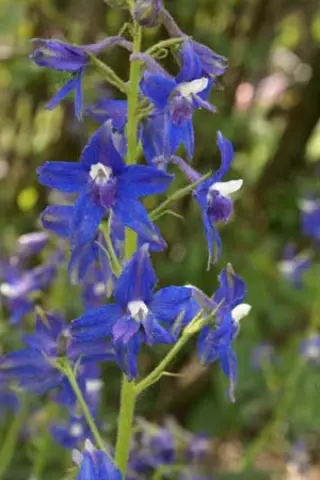 Delphinium trolliifolium