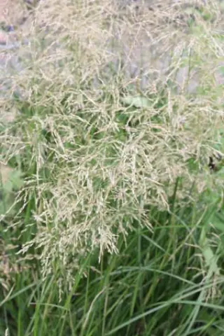 Deschampsia cespitosa 'Palava'