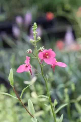 Diascia 'Emma'