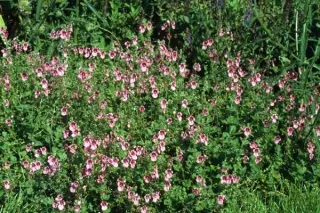 Diascia fetcaniensis