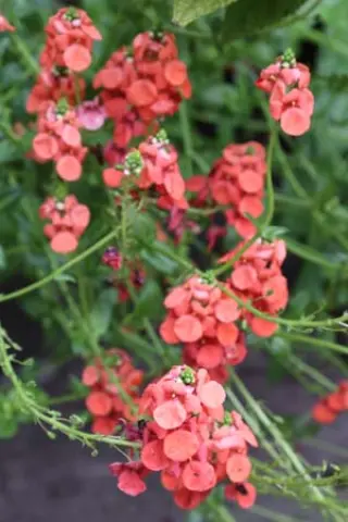 Diascia personata 'Coral Spires'