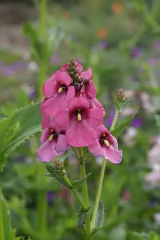 Diascia personata