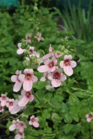 Diascia vigilis 'Jack Elliott'
