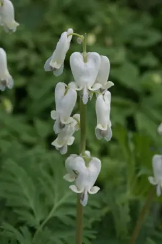 Dicentra canadensis